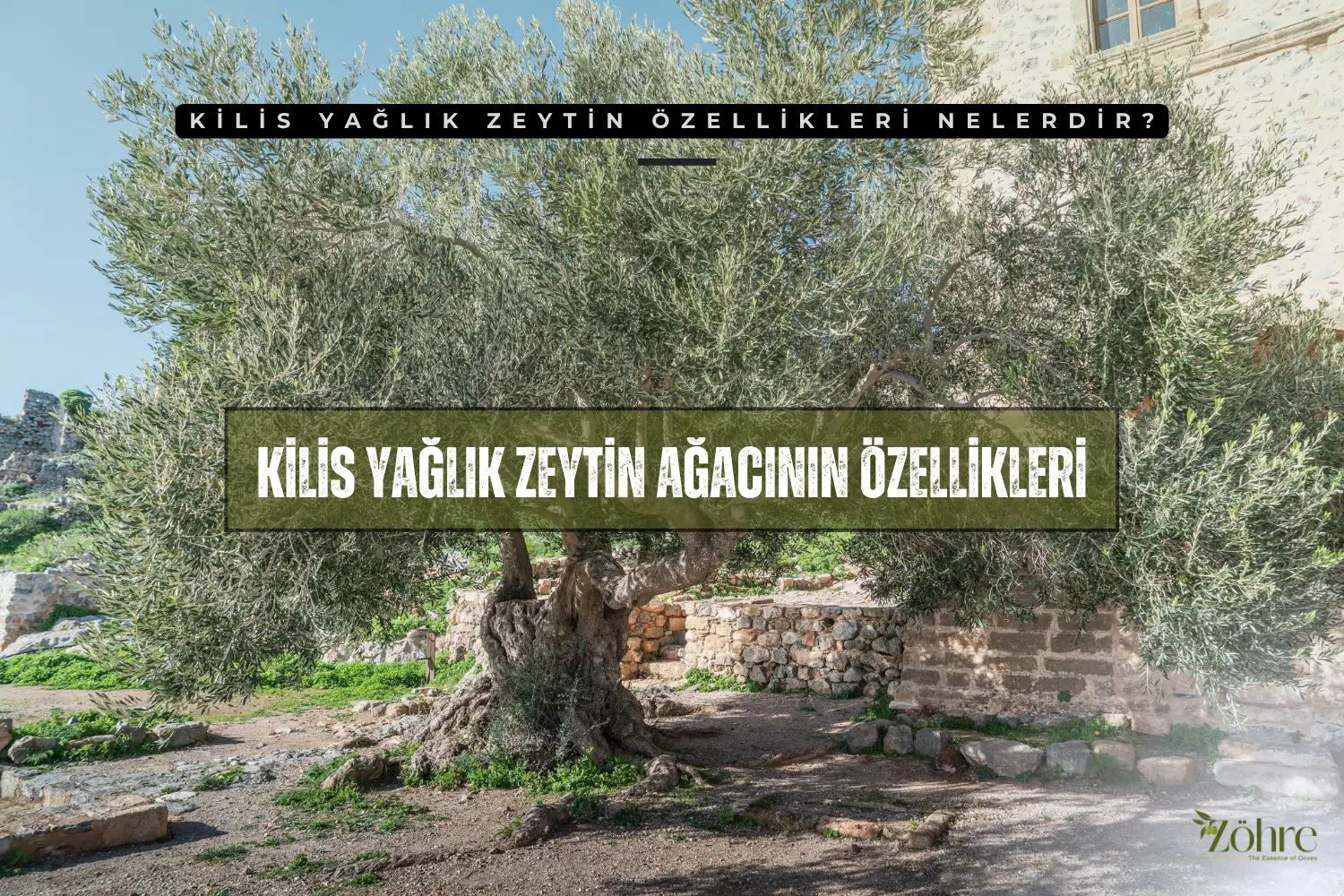 kilis yağlık zeytin özellikleri